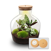 terrarium kit mike fat jardin bouteille 30 cm oui 1 | jardinna