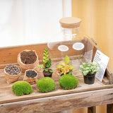 terrarium kit mike fat red jardin bouteille 30 cm 3 | jardinna