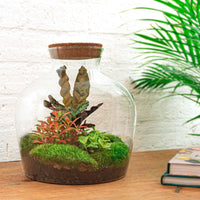 terrarium kit mike fat red jardin bouteille 30 cm 4 | jardinna