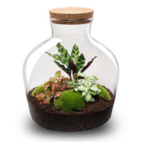 terrarium kit mike fat red jardin bouteille 30 cm non 1 | jardinna