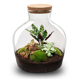 terrarium kit mike fat red jardin bouteille 30 cm non 1 | jardinna