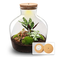 terrarium kit mike fat red jardin bouteille 30 cm oui 1 | jardinna