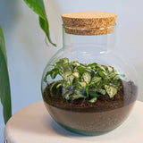 terrarium kit noah jardin bouteille 20 cm 4 | jardinna