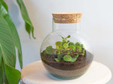terrarium kit noah jardin bouteille 20 cm 6 | jardinna