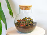 terrarium kit noah jardin bouteille 20 cm 7 | jardinna