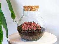 terrarium kit noah jardin bouteille 20 cm 8 | jardinna