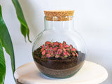 terrarium kit noah jardin bouteille 20 cm 8 | jardinna