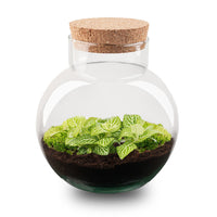 terrarium kit noah jardin bouteille 20 cm fittonia joly lemon 1 | jardinna