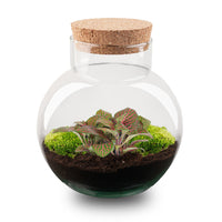 terrarium kit noah jardin bouteille 20 cm fittonia red 1 | jardinna