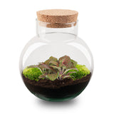 terrarium kit noah jardin bouteille 20 cm fittonia red 1 | jardinna