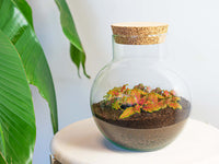 terrarium kit noah jardin bouteille 20 cm fittonia ruby lime 1 | jardinna