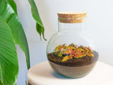 terrarium kit noah jardin bouteille 20 cm fittonia ruby lime 1 | jardinna