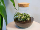 terrarium kit noah jardin bouteille 20 cm fittonia white tiger 46wn | jardinna