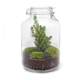terrarium kit noel jardin bouteille 18 cm 28 cm | jardinna