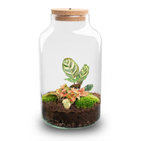 terrarium kit rebecca calathea jardin bouteille led 31 cm 1 25fp | jardinna