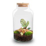 terrarium kit rebecca calathea jardin bouteille led 31 cm 1 25fp | jardinna