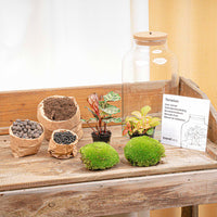 terrarium kit rebecca calathea jardin bouteille led 31 cm 2 24ls | jardinna
