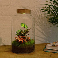 terrarium kit rebecca calathea jardin bouteille led 31 cm 3 72zs | jardinna