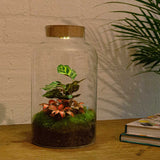 terrarium kit rebecca calathea jardin bouteille led 31 cm 3 72zs | jardinna