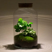 terrarium kit rebecca coffea jardin bouteille led 31 cm 1 61pw | jardinna