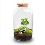 terrarium kit rebecca coffea jardin bouteille led 31 cm 3 94vu | jardinna