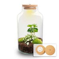terrarium kit rebecca coffea jardin bouteille led 31 cm default title 58gx | jardinna