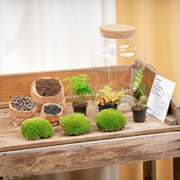 terrarium kit rebecca jardin bouteille 30 cm 1 81ga | jardinna