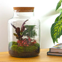terrarium kit rebecca jardin bouteille 30 cm 2 70ov | jardinna