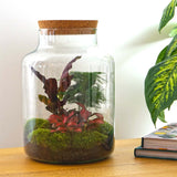 terrarium kit rebecca jardin bouteille 30 cm 2 70ov | jardinna