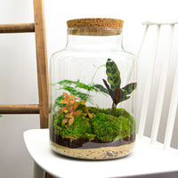 terrarium kit rebecca jardin bouteille 30 cm default title 67oq | jardinna