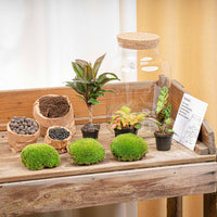 terrarium kit rebecca palm jardin bouteille 30 cm 2 58ga | jardinna