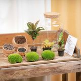 terrarium kit rebecca palm jardin bouteille 30 cm 2 58ga | jardinna