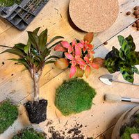 terrarium kit rebecca palm jardin bouteille 30 cm 3 68wr | jardinna