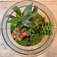 terrarium kit rebecca palm jardin bouteille 30 cm 4 80jd | jardinna