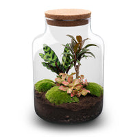 terrarium kit rebecca palm jardin bouteille 30 cm non 25ry | jardinna