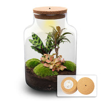 terrarium kit rebecca palm jardin bouteille 30 cm oui 45rb | jardinna