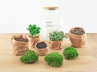 terrarium kit theo jardin bouteille 26 cm 2 20fg | jardinna