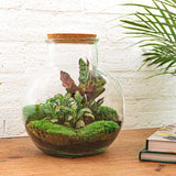 terrarium kit theo jardin bouteille 26 cm 3 97nd | jardinna