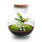 terrarium kit theo jardin bouteille 26 cm non 58vh | jardinna