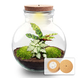 terrarium kit theo jardin bouteille 26 cm oui 35yo | jardinna